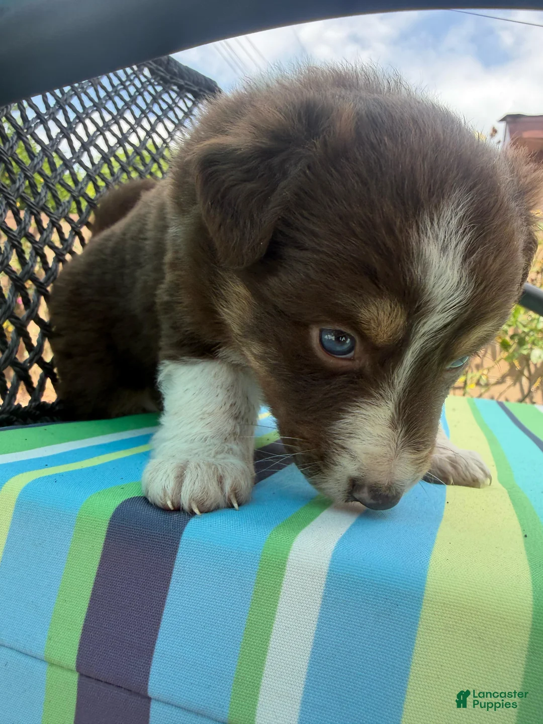 Australian Shepherd dogs for sale: Australian Shepherd Puppy 5 - Ad 2