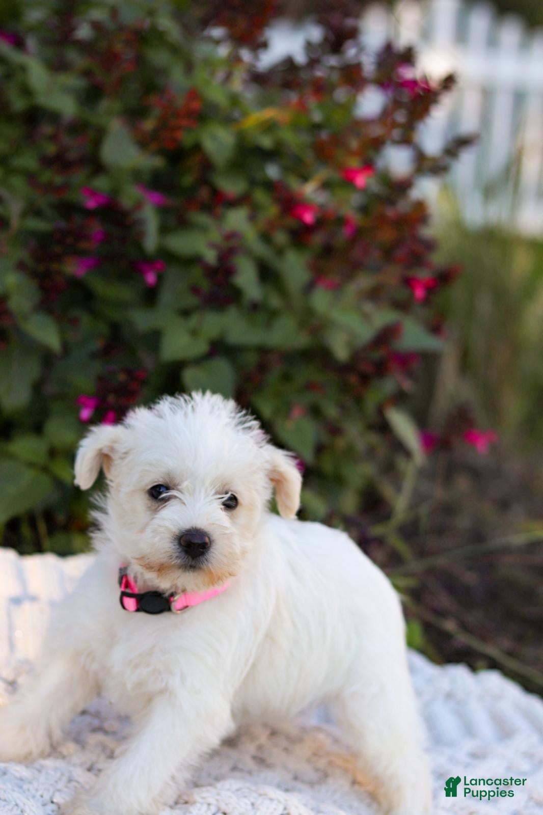 Mixed Breed dogs Powderpuff - Ad 2