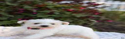 Mixed Breed dogs for sale: Powderpuff - Ad 2