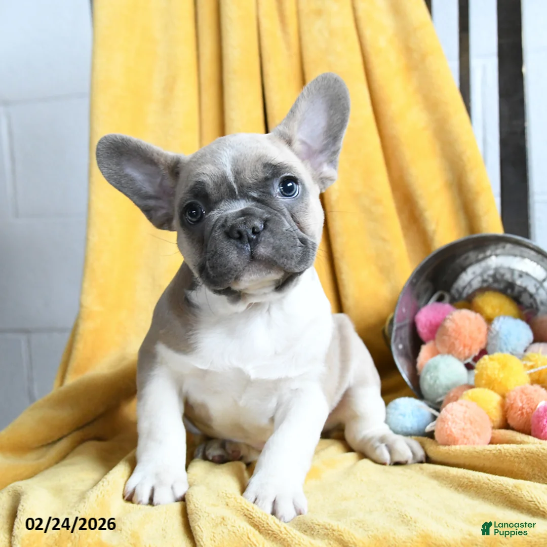 French Bulldog dogs for sale: Lumiere - Ad 3