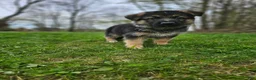 German Shepherd dogs for sale: Denali  - Ad 6