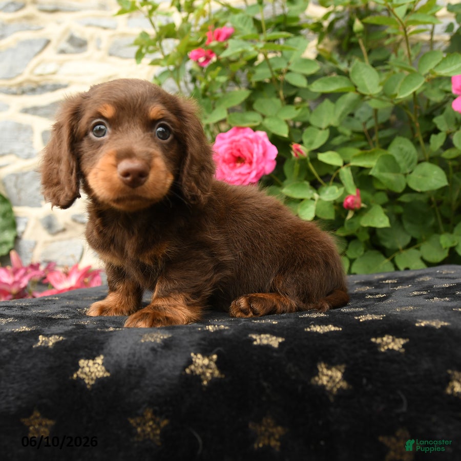 Miniature Dachshund dogs Timber - Ad 2