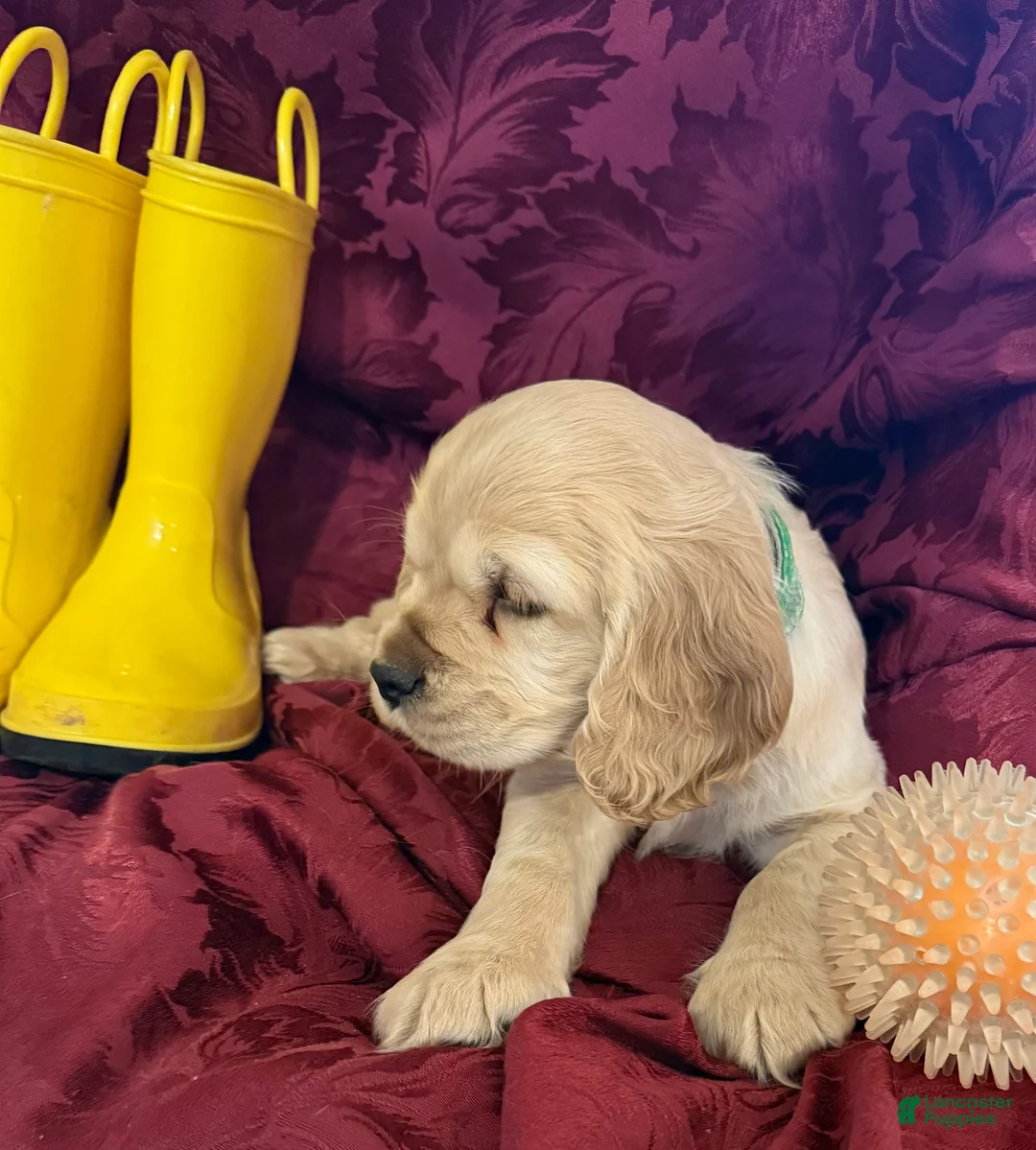 Cocker Spaniel dogs for sale: Cocker Spaniel Puppy BENJI - Ad 1