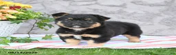 Mixed Breed dogs for sale: Legend - Ad 4