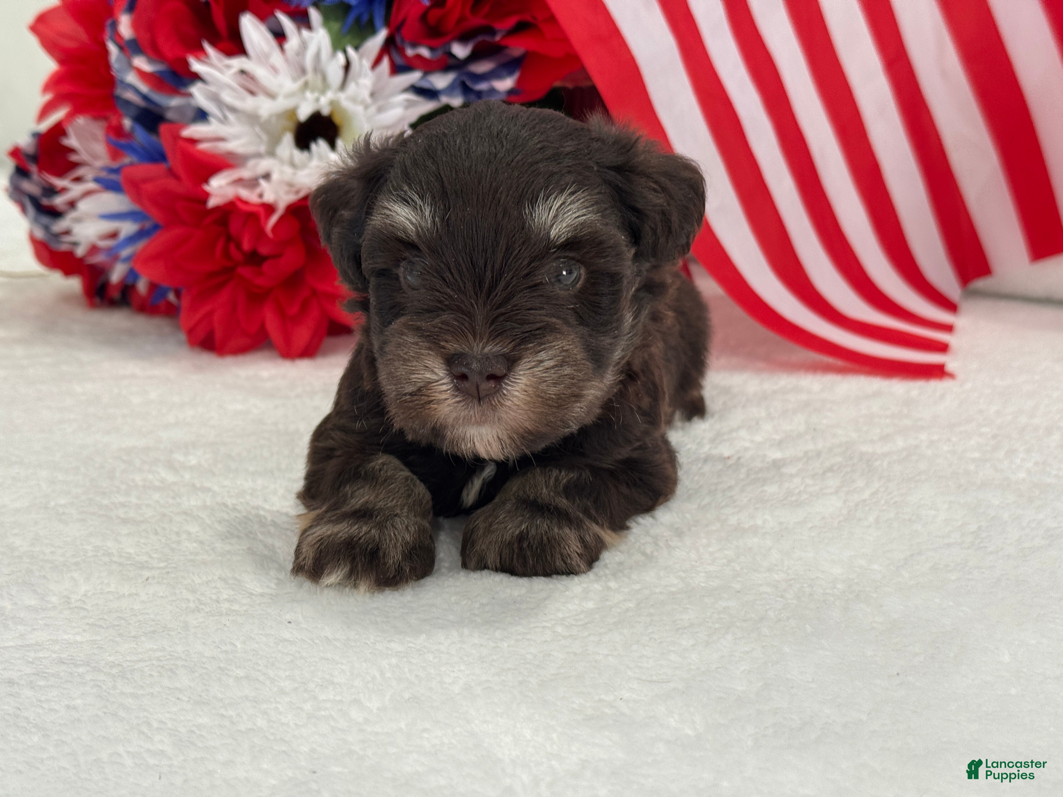 Miniature Schnauzer dogs Miracle Male 1 Liver & Tan Mega Coat AKC - Ad 22