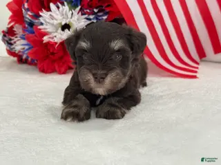 Miniature Schnauzer dogs Miracle Male 1 Liver & Tan Mega Coat AKC - Ad 36