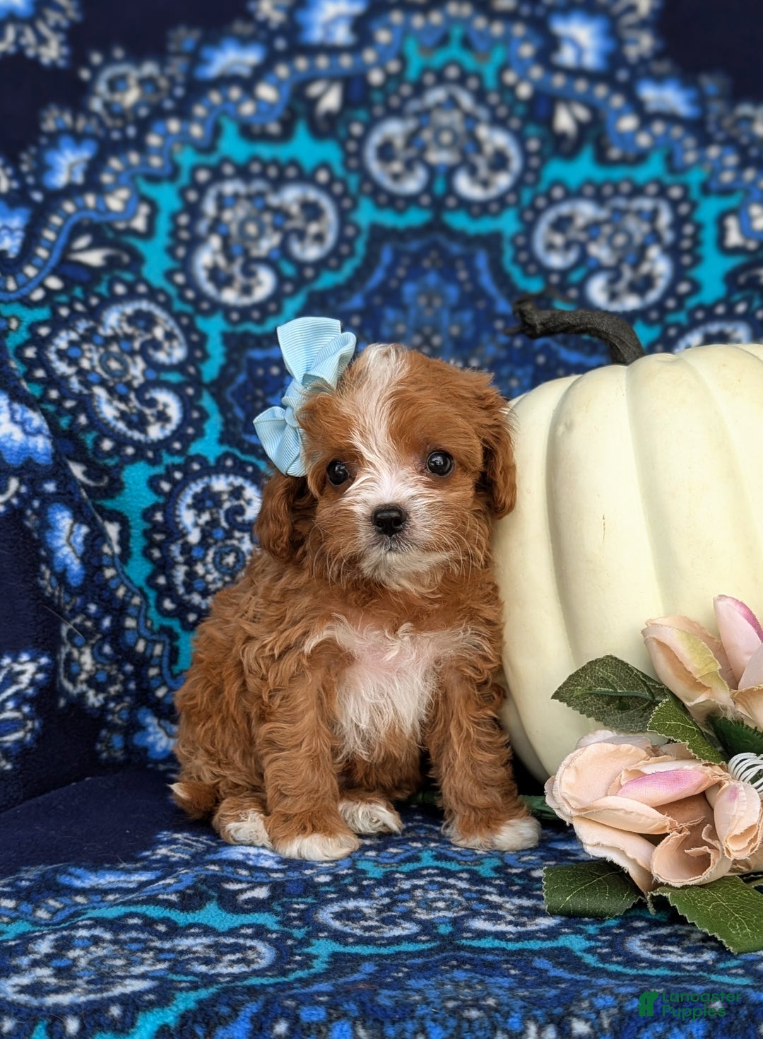 Cavapoo dogs for sale: Rylee - Ad 10