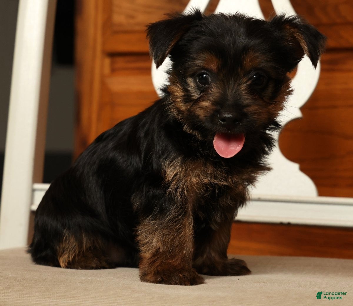 Yorkshire Terrier dogs Leo - Ad 1