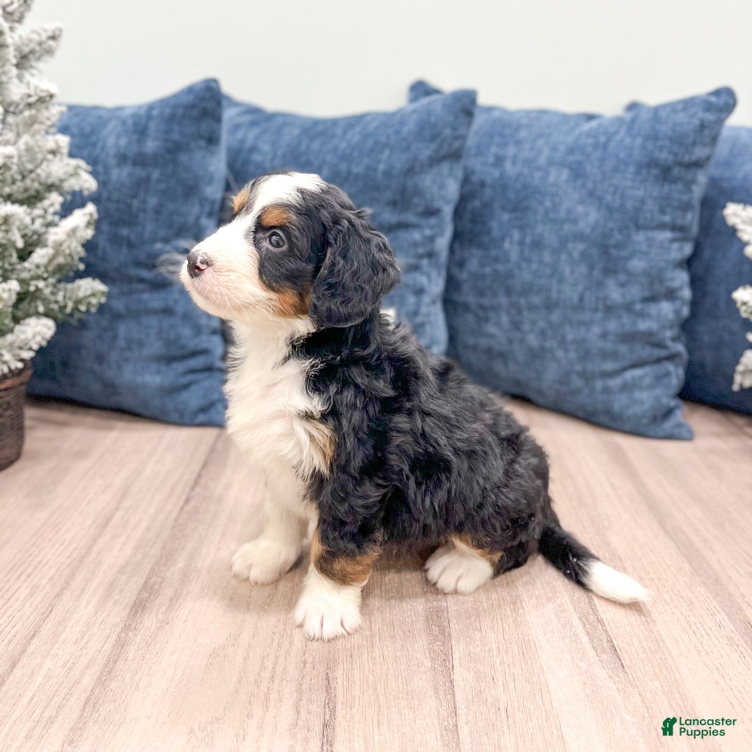 Mini Bernedoodle dogs for sale: Maddie - Ad 4