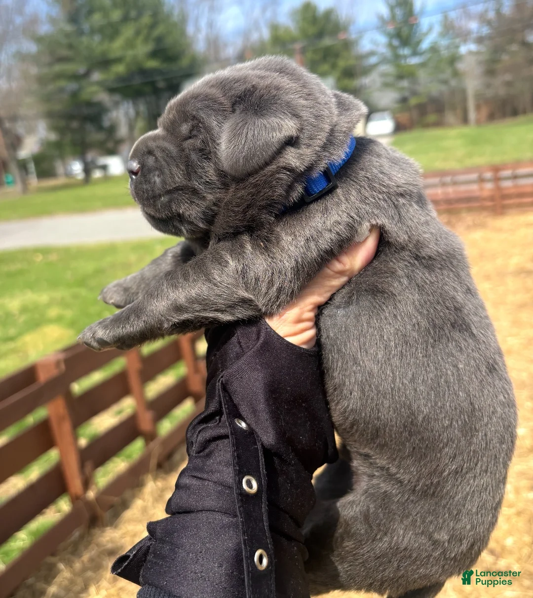 Labrador Retriever dogs for sale: Labrador Retriever Puppy 2 - Ad 2