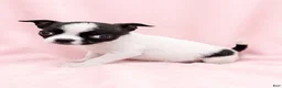 Mixed Breed dogs for sale: Penelope - Ad 3