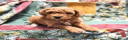 Goldendoodle dogs for sale: Jaden - Ad 12