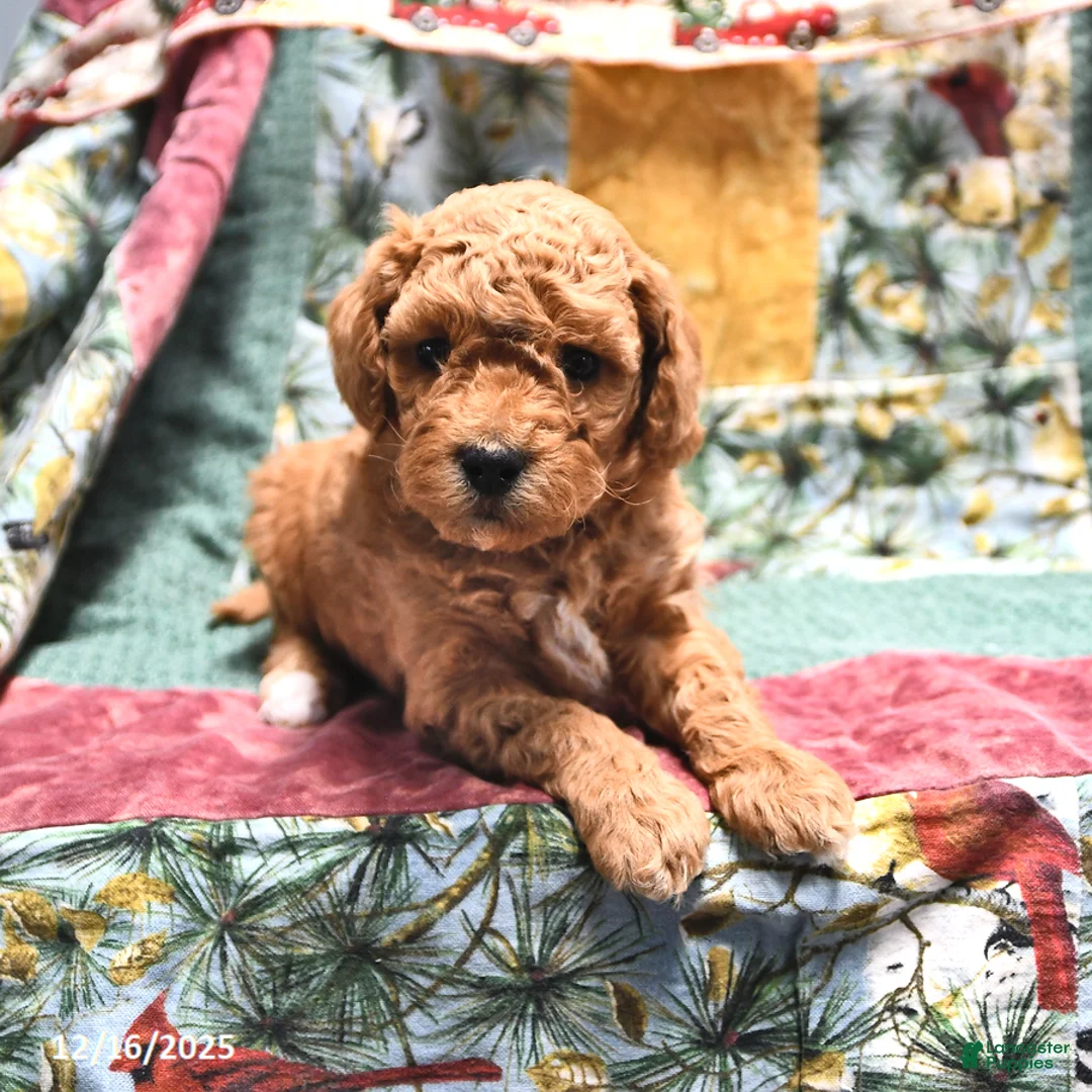 Goldendoodle dogs for sale: Jaden - Ad 12