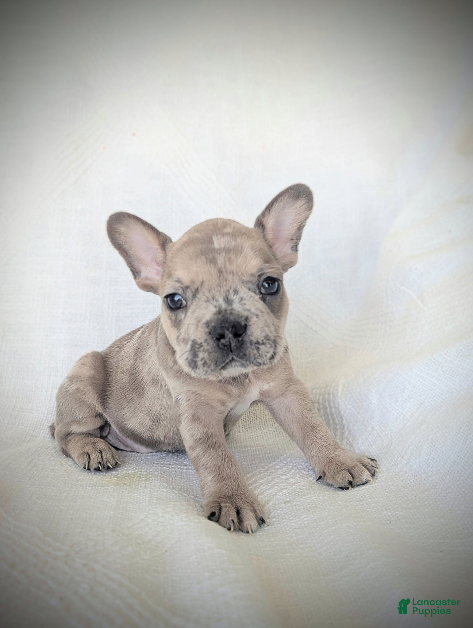 French Bulldog dogs Bruno - Ad 17