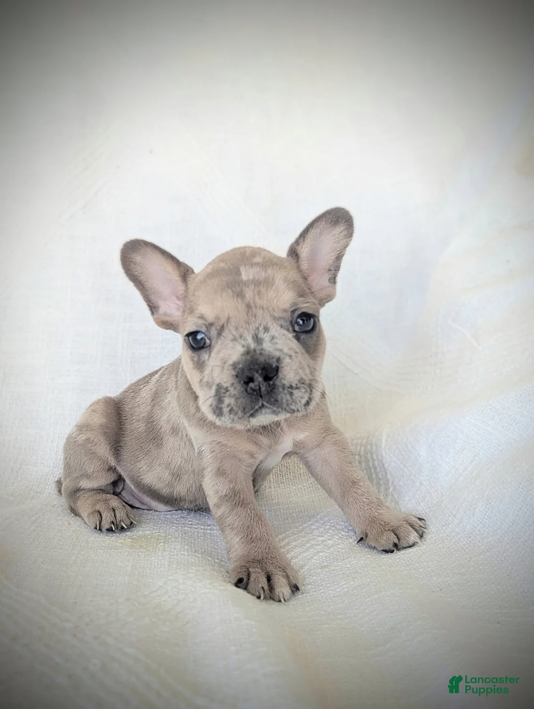 French Bulldog dogs for sale: Bruno - Ad 1