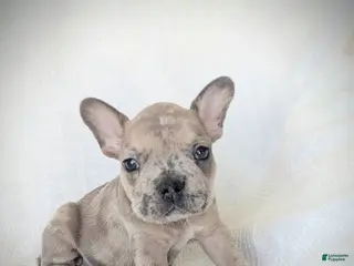 French Bulldog dogs Bruno - Ad 17