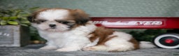 Shih Tzu dogs for sale: Tippy - Ad 2