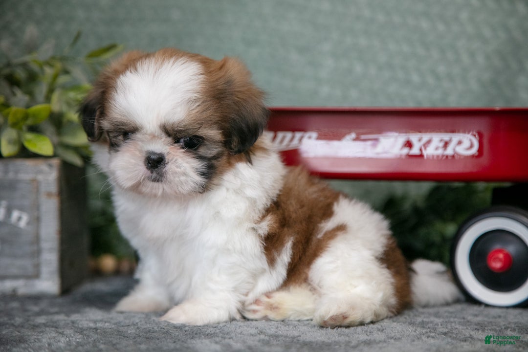 Shih Tzu dogs for sale: Tippy - Ad 2