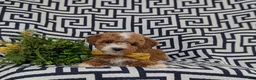 Lhasapoo dogs for sale: Delaney Hypoallergenic - Ad 5