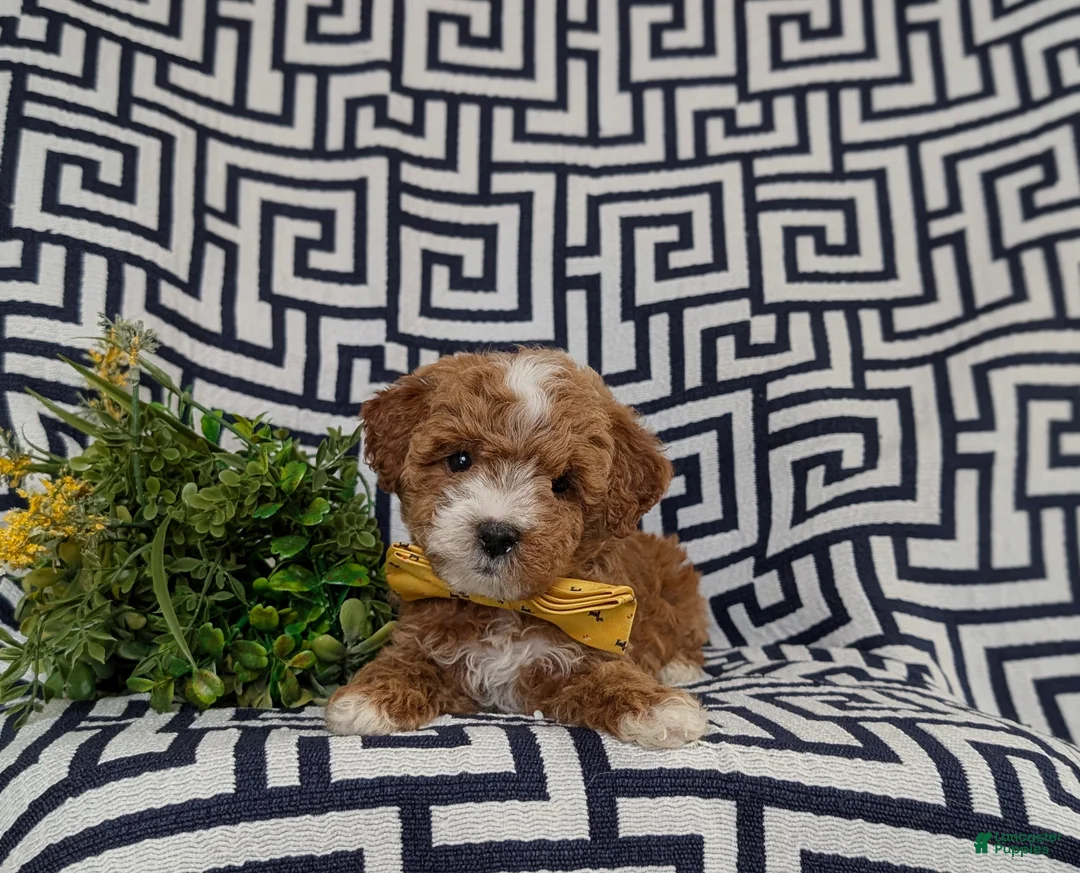 Lhasapoo dogs for sale: Delaney Hypoallergenic - Ad 5