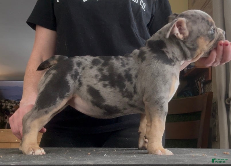 American Bully dogs American Bully Puppy 1 - Ad 2