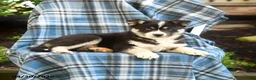 Pomsky dogs for sale: Togo - Ad 3