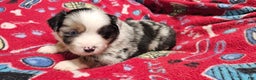 Miniature Australian Shepherd dogs for sale: Donut - Ad 2
