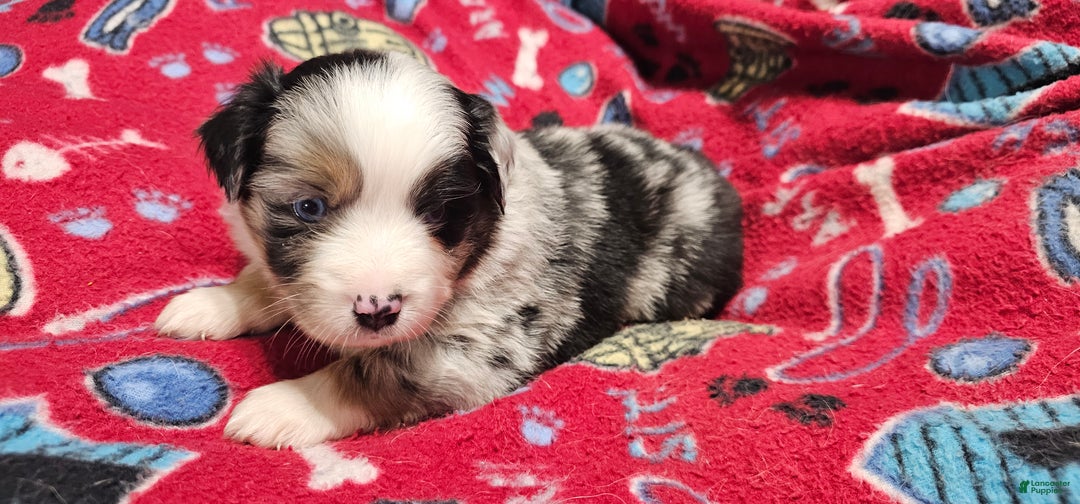 Miniature Australian Shepherd dogs for sale: Donut - Ad 2