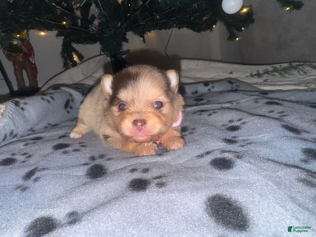 Mixed Breed dogs for sale: Koalani - Ad 2