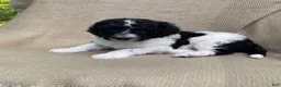 Mixed Breed dogs for sale: Beignet - Ad 5