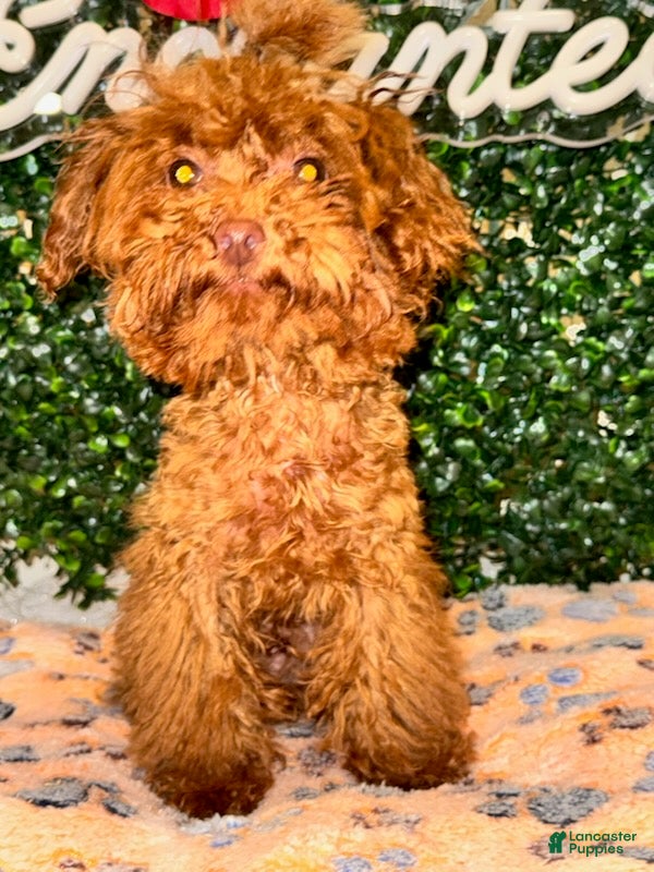 Toy Poodle dogs Boy - Ad 1