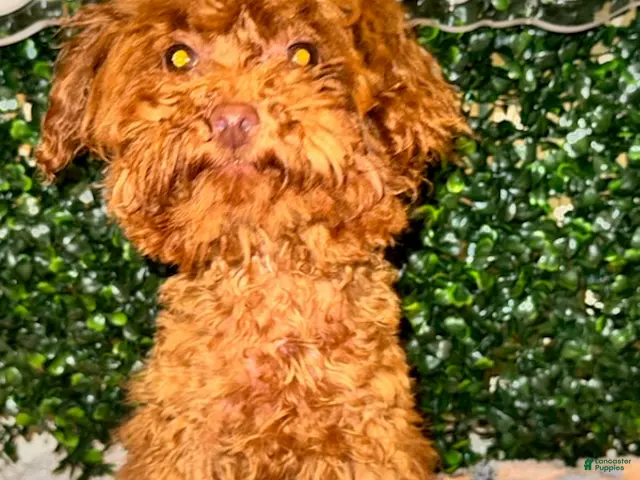 Toy Poodle dogs for sale: Boy - Ad 1