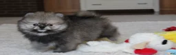 Pomeranian dogs for sale: Teddy - Ad 8