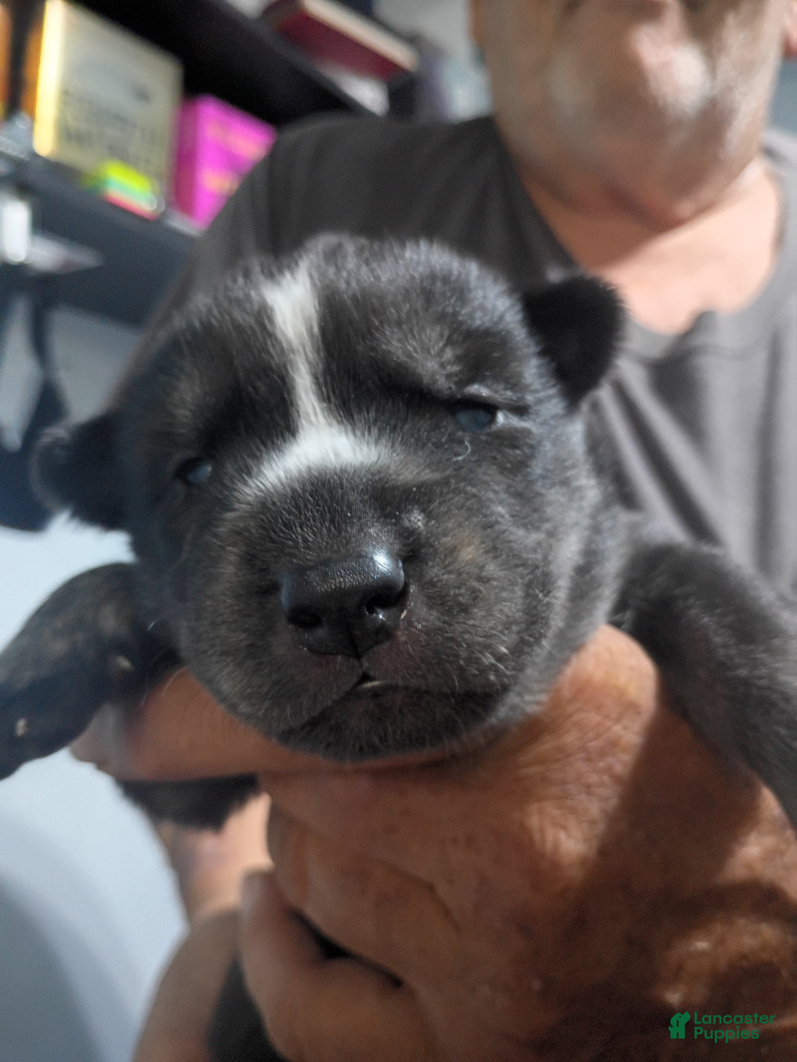Siberian Husky dogs Dark Green Collar 3rd Born - Temp Name is Jade/Jay - Ad 5