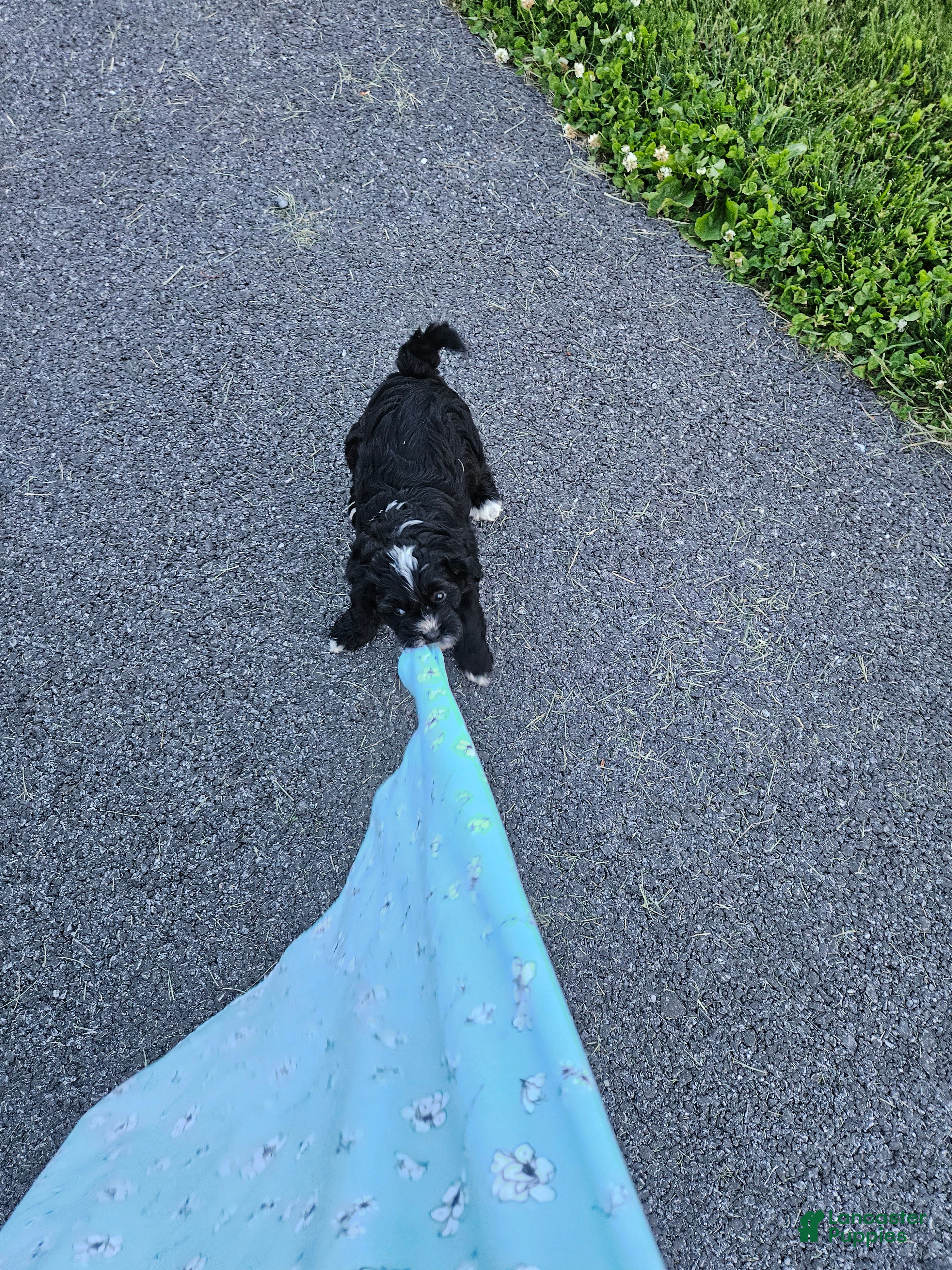 Mini Bernedoodle dogs Carrie - Ad 2