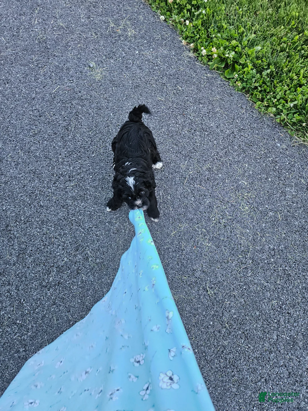 Mini Bernedoodle dogs for sale: Carrie - Ad 2