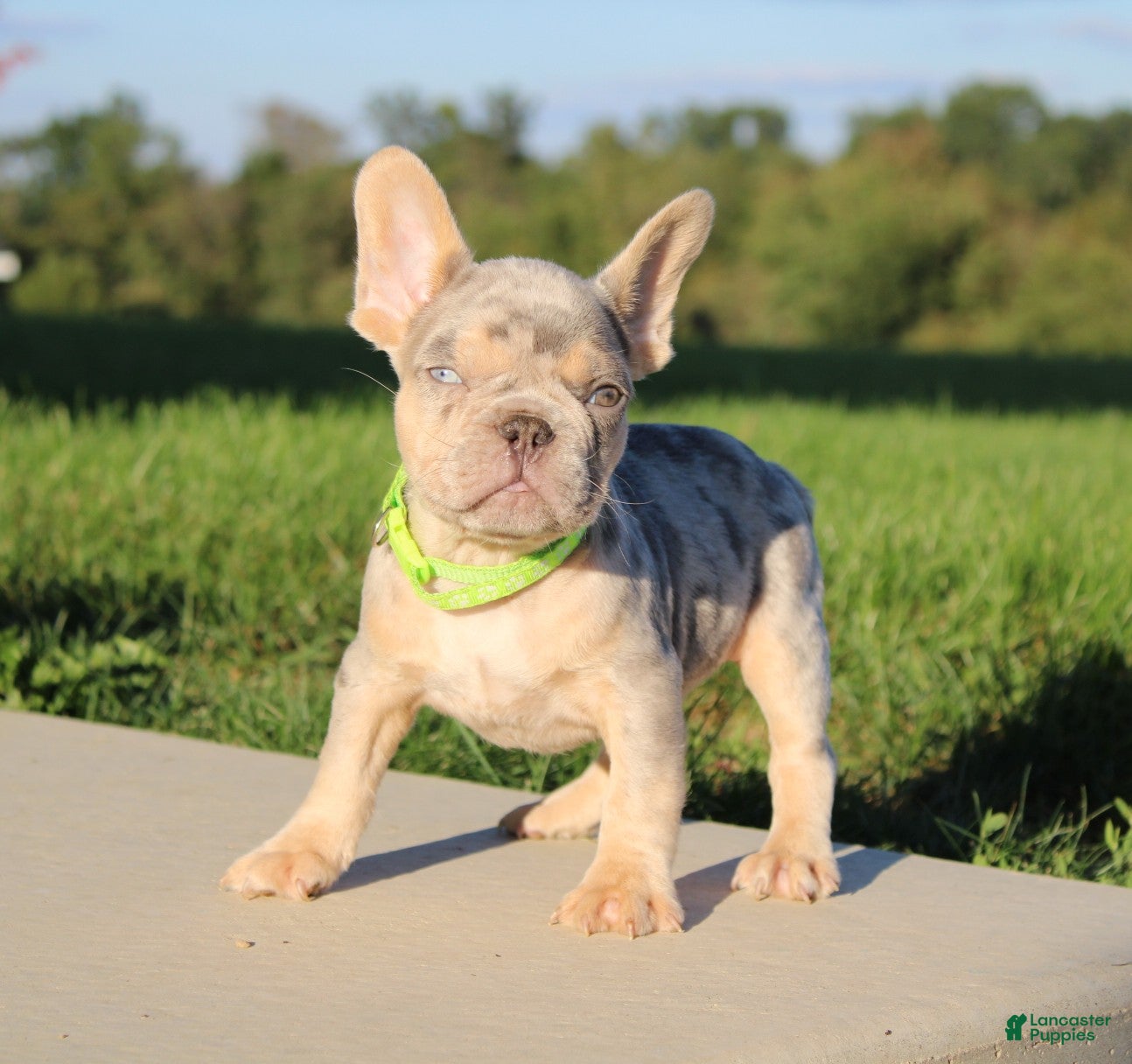 French Bulldog dogs for sale: Bentley - Ad 1