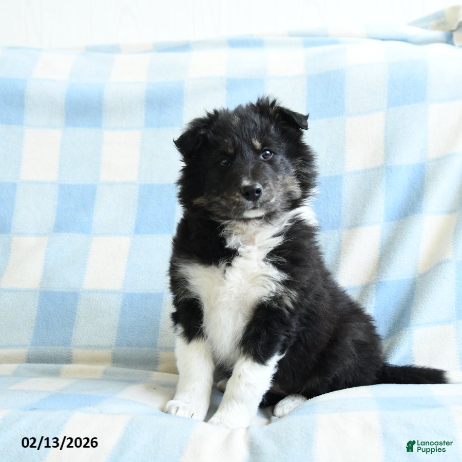 Border Collie dogs Julie  - Ad 3