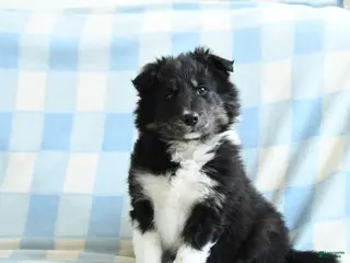 Border Collie dogs Julie - Ad 3