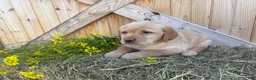 Labrador Retriever dogs for sale: Poppy - Ad 18