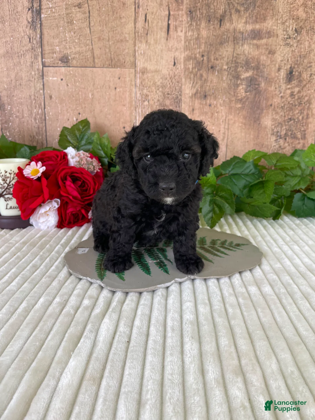 Mini Goldendoodle dogs for sale: Mr. Wade - Ad 2