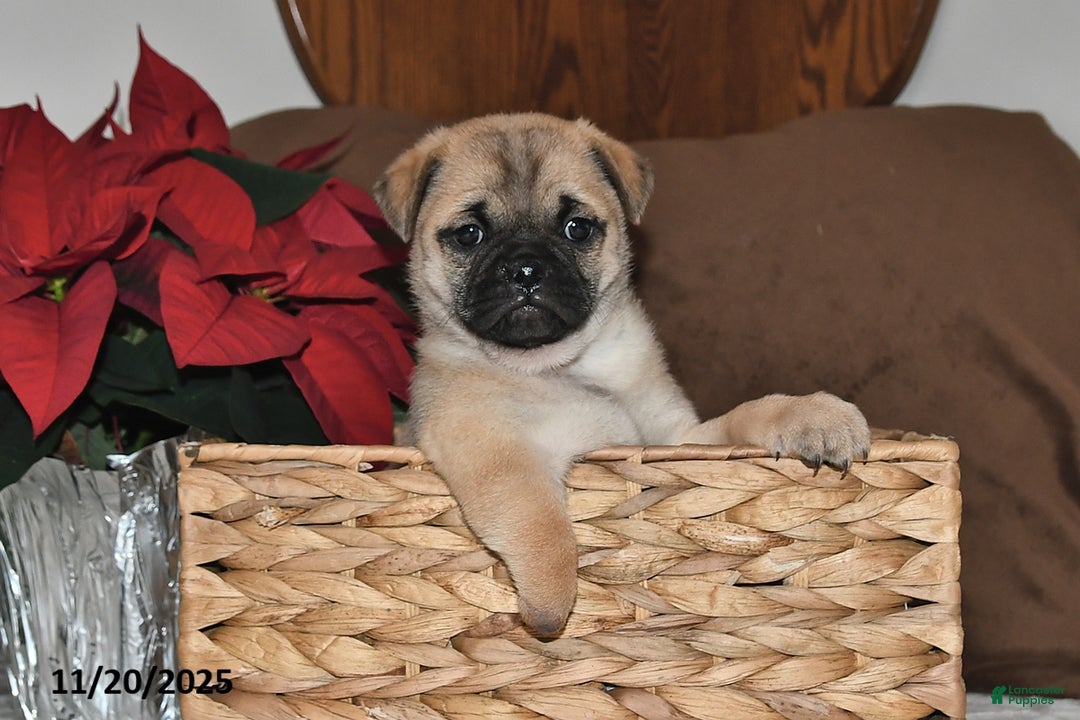 Mixed Breed dogs for sale: Adorable  Special Needs - Ad 8