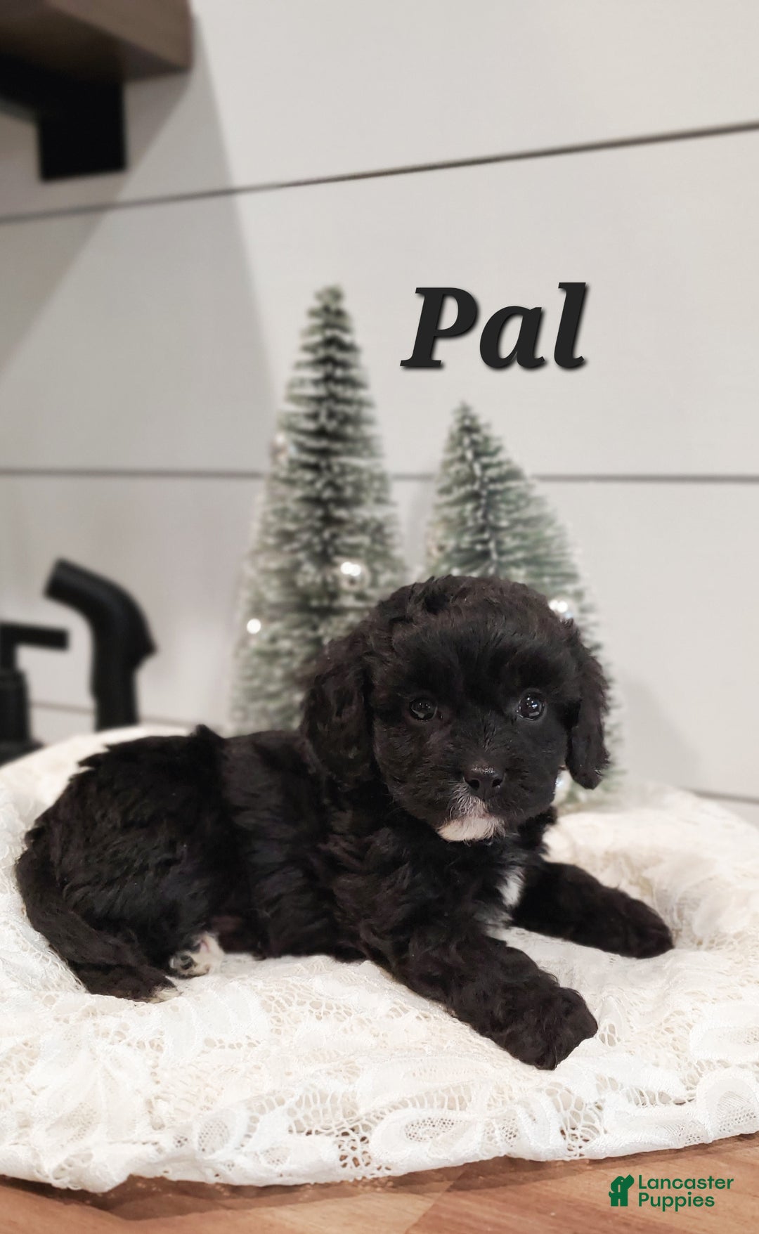 Cavapoo dogs for sale: Pal - Ad 1