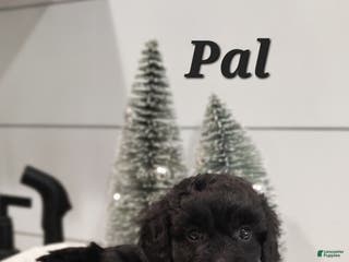 Cavapoo dogs Pal - Ad 41