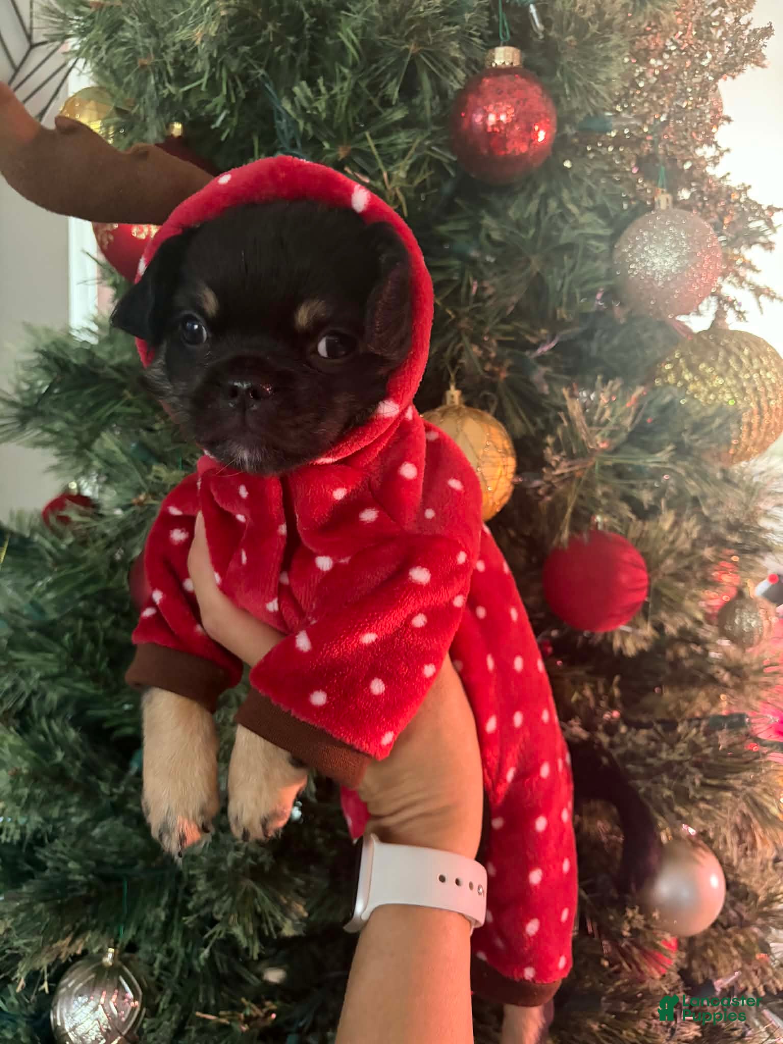 Chihuahua dogs Boy 3- Black tricolored  - Ad 17