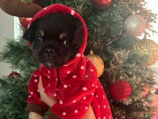 Chihuahua dogs Boy 3- Black tricolored - Ad 17