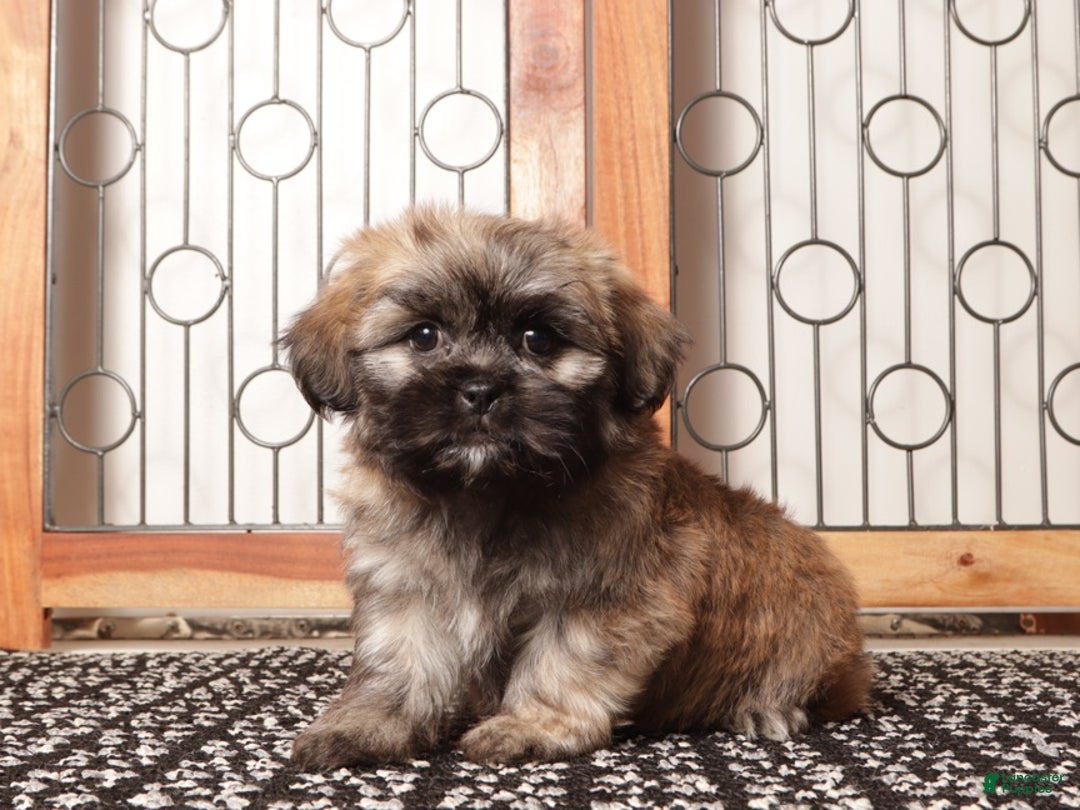 Teddy Bear dogs for sale: Loki Brindle Male Teddy Bear  - Ad 3