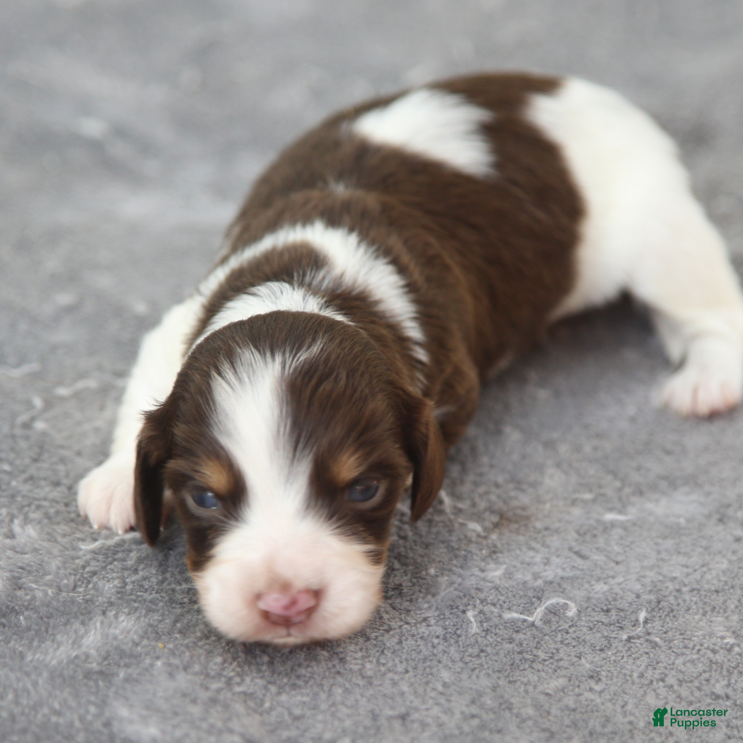 Dachshund dogs Chocolate and Tan Piebald Male  - Ad 1
