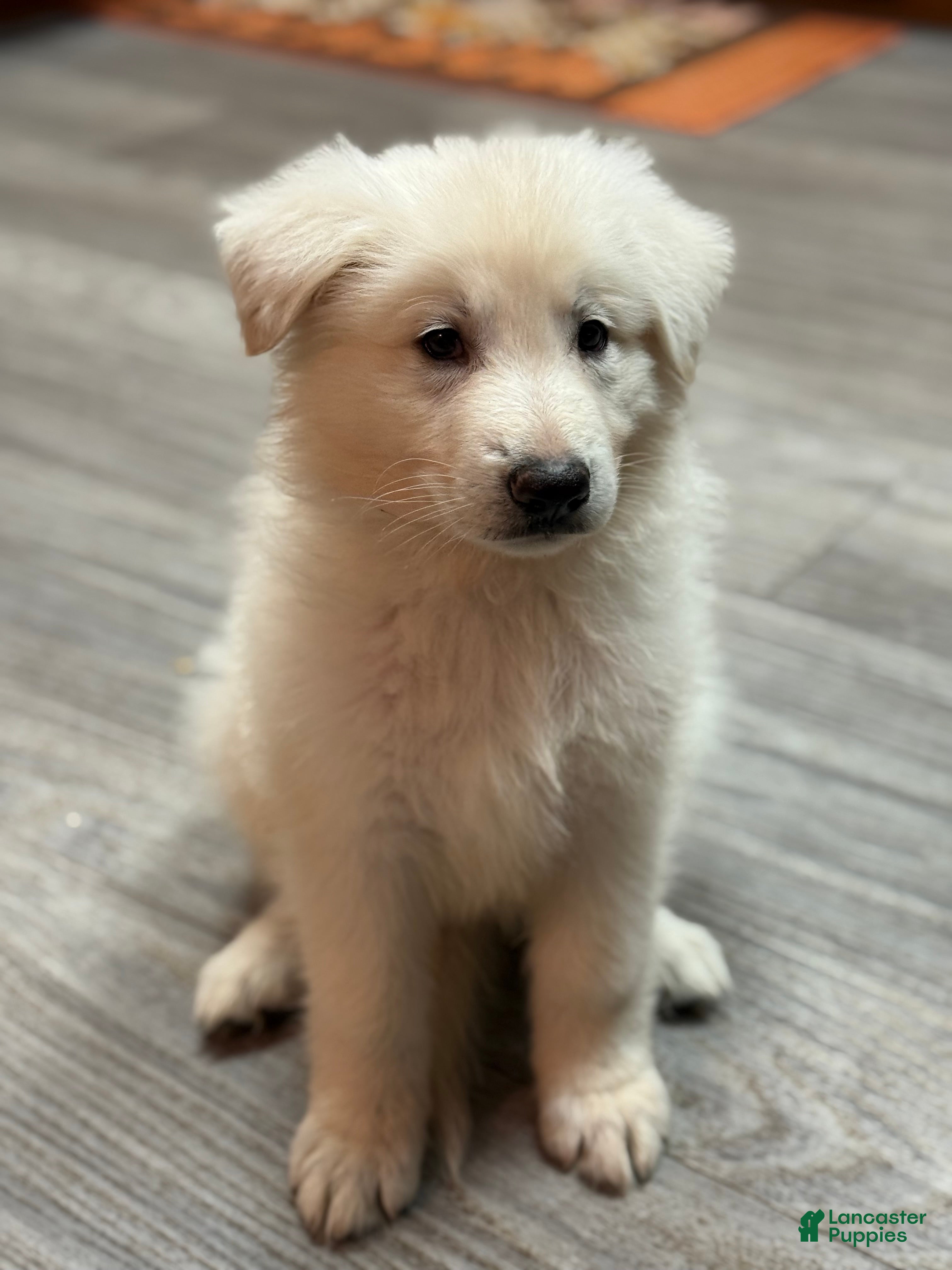 German Shepherd Puppies for sale in Virginia Lancaster Puppies