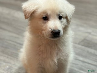 German Shepherd dogs - Ad 23